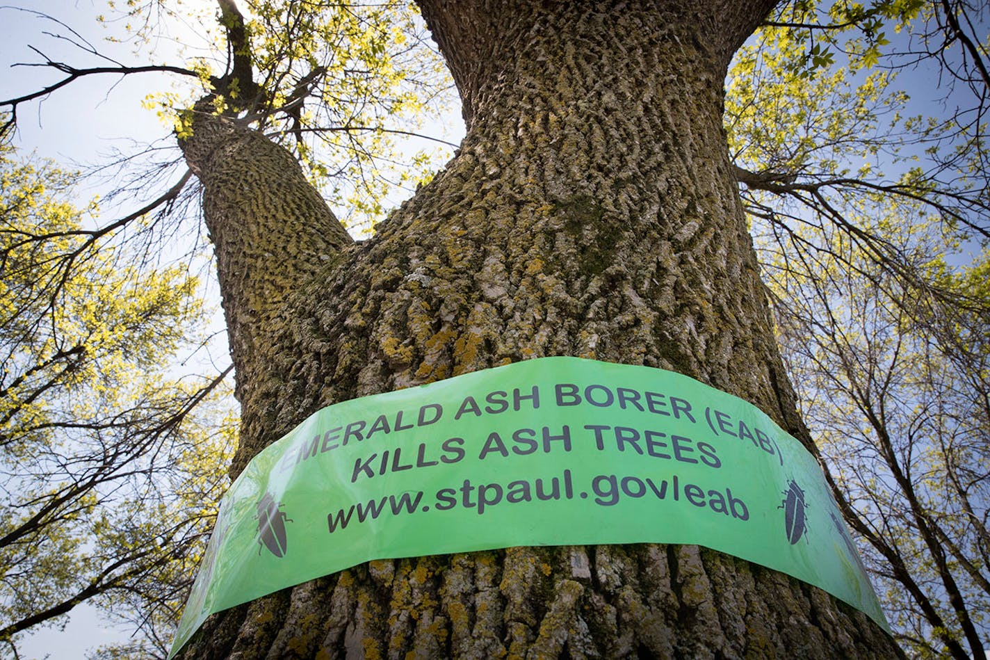 Bands were put around ash trees along Grand Avenue in St. Paul last year. Minneapolis and St. Paul have cut down thousands of trees because of emerald ash borer infestation.