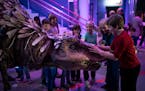 Tyler Brown. 12, of St. Michael, was brave enough to touch the a walking juvenile T-Rex (a realistic puppet) that walked around at a preview for the n