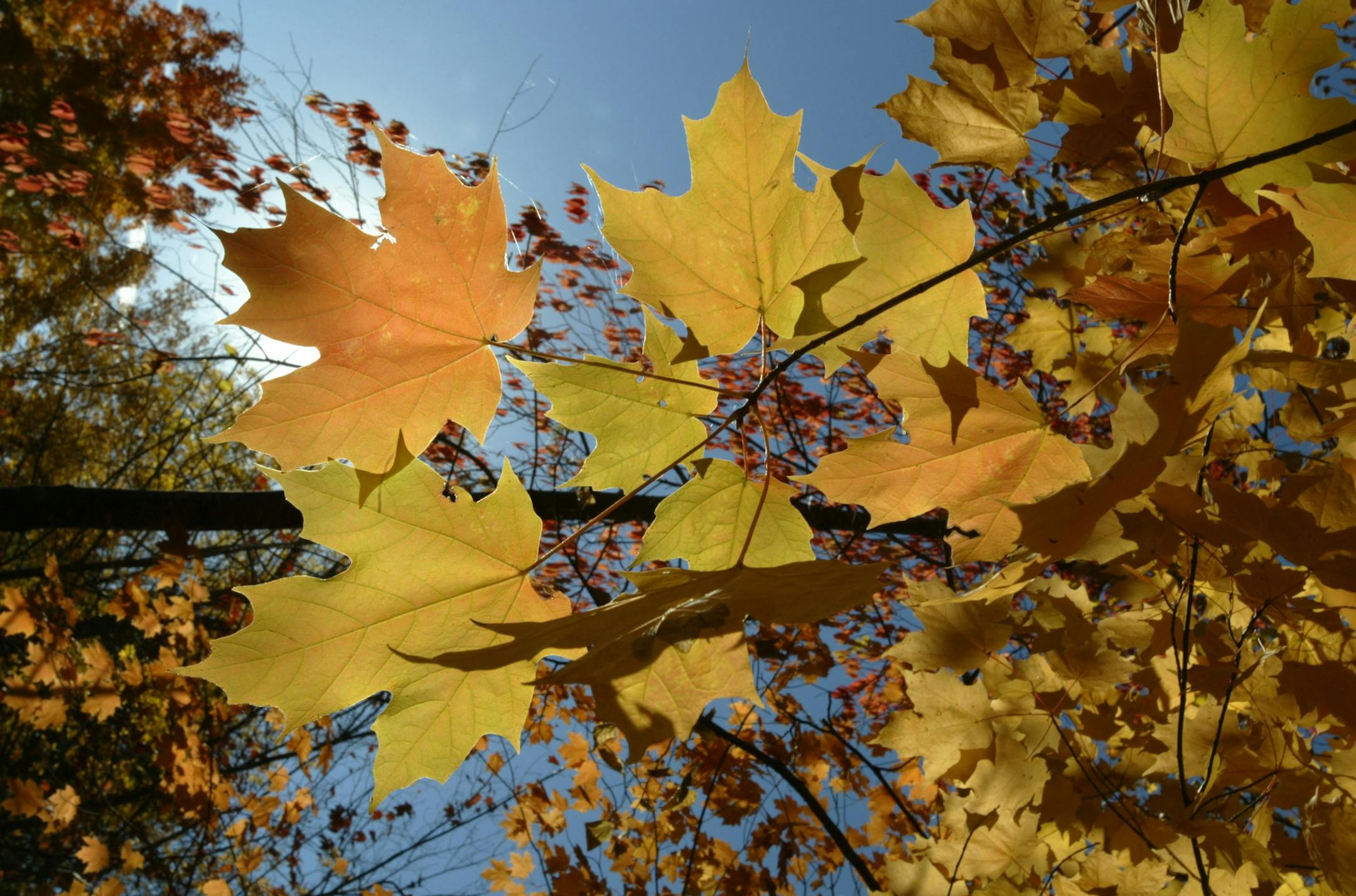 Joel Koyama/Star Tribune Fall colors in Minnesota. This is in Isle MN.