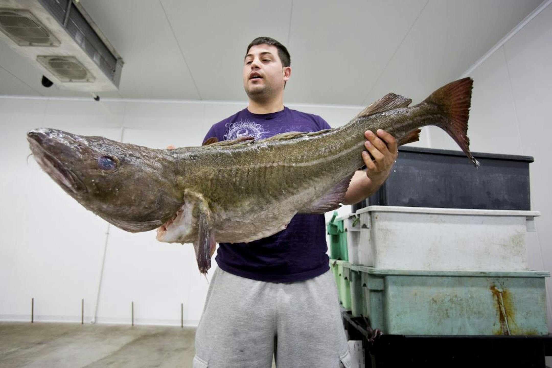 Vito Giacalone, policy director for the Northeast Seafood Coalition, holds an Atlantic cod in Gloucester, Mass., April 17, 2012. Whole Foods has stopped selling seafood that is caught by trawlers, a move it says will reduce overfishing but has riled New England fishermen.