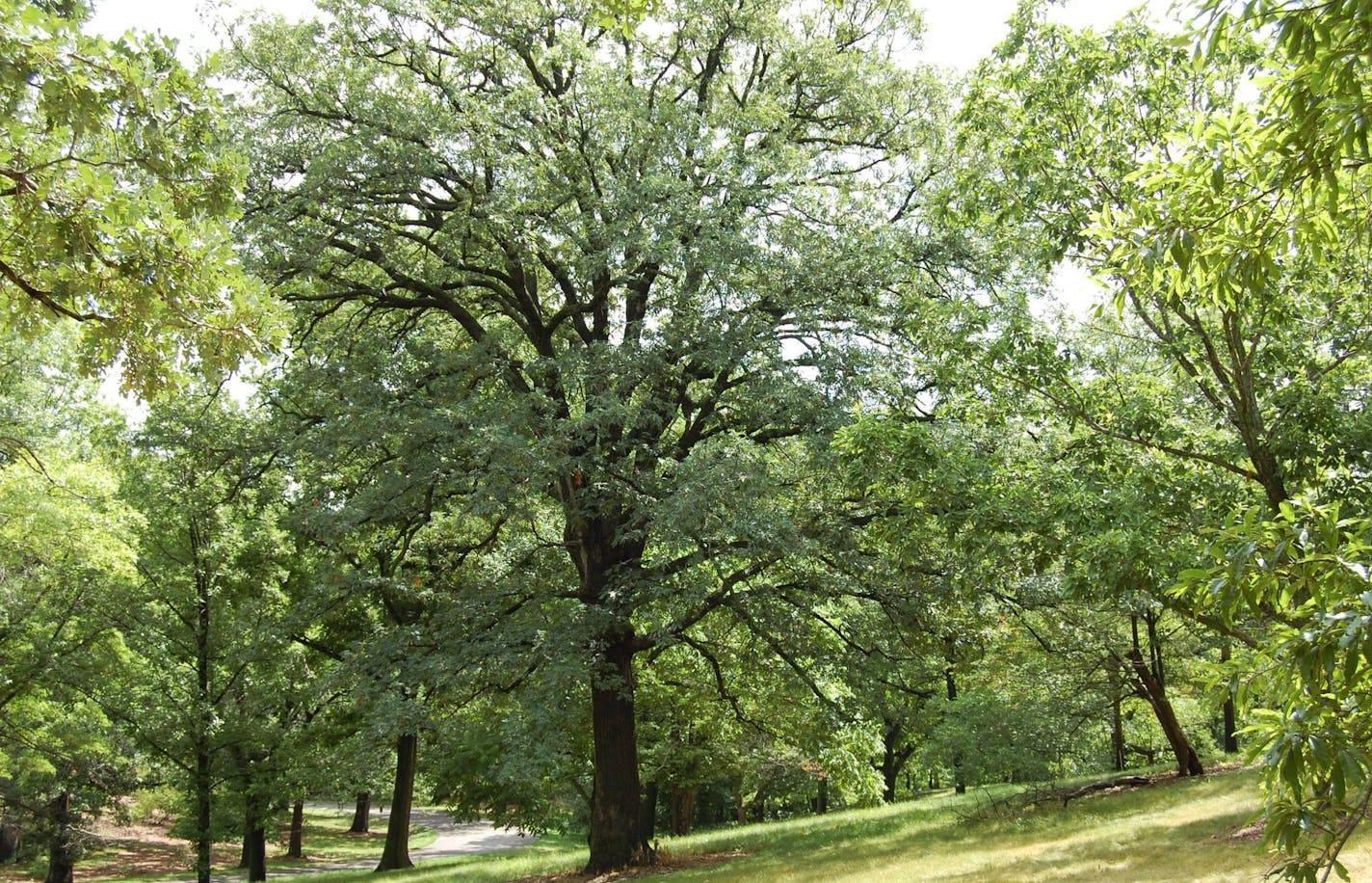 Author Alan Branhagen&#xed;s Top 10 Native Plants - White Oak.