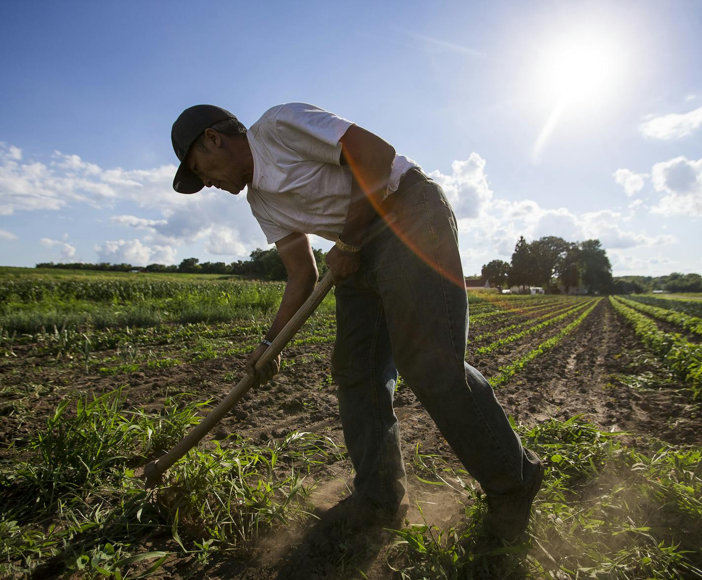 Doua Vang clears excess weeds to make room for more crops. ] Timothy Nwachukwu &#x2022; timothy.nwachukwu@startribune.com Doua Vang and Judy Yang work on their land at the HAFA farm on Monday, August 8, 2016 in Vermillion Township, Minnesota. The husband and wife have been avid gardeners for over 25 years and use their rented land to grow over a dozen different fruits and vegetables to be sold at farmers markets throughout the Twin Cities.