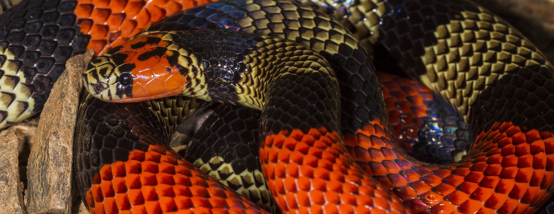 A photo provided by the Wildlife Conservation Society of a Bolivian coral snake. In June 2015, a team of scientists at Madidi National Park in Bolivia documented 8,524 different species in the park. (Mileniusz Spanowicz/Wildlife Conservation Society via The New York Times) -- NO SALES; FOR EDITORIAL USE ONLY WITH NYT STORY SCI WATCH BY JAMES GORMAN OF MAY 29, 2018. ALL OTHER USE PROHIBITED. --