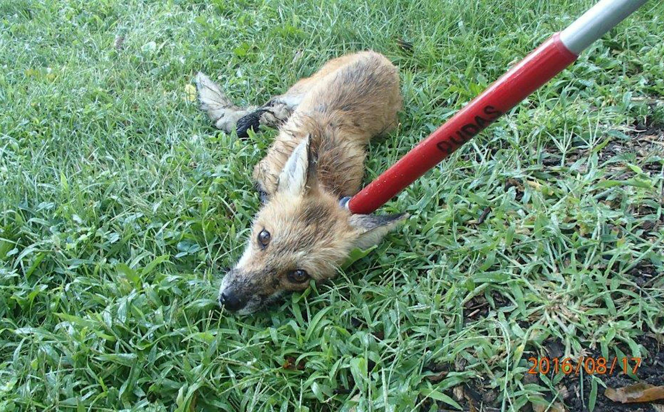 Authorities caught this fox Wednesday morning, which is suspected of attacking two people near Lake Harriet.