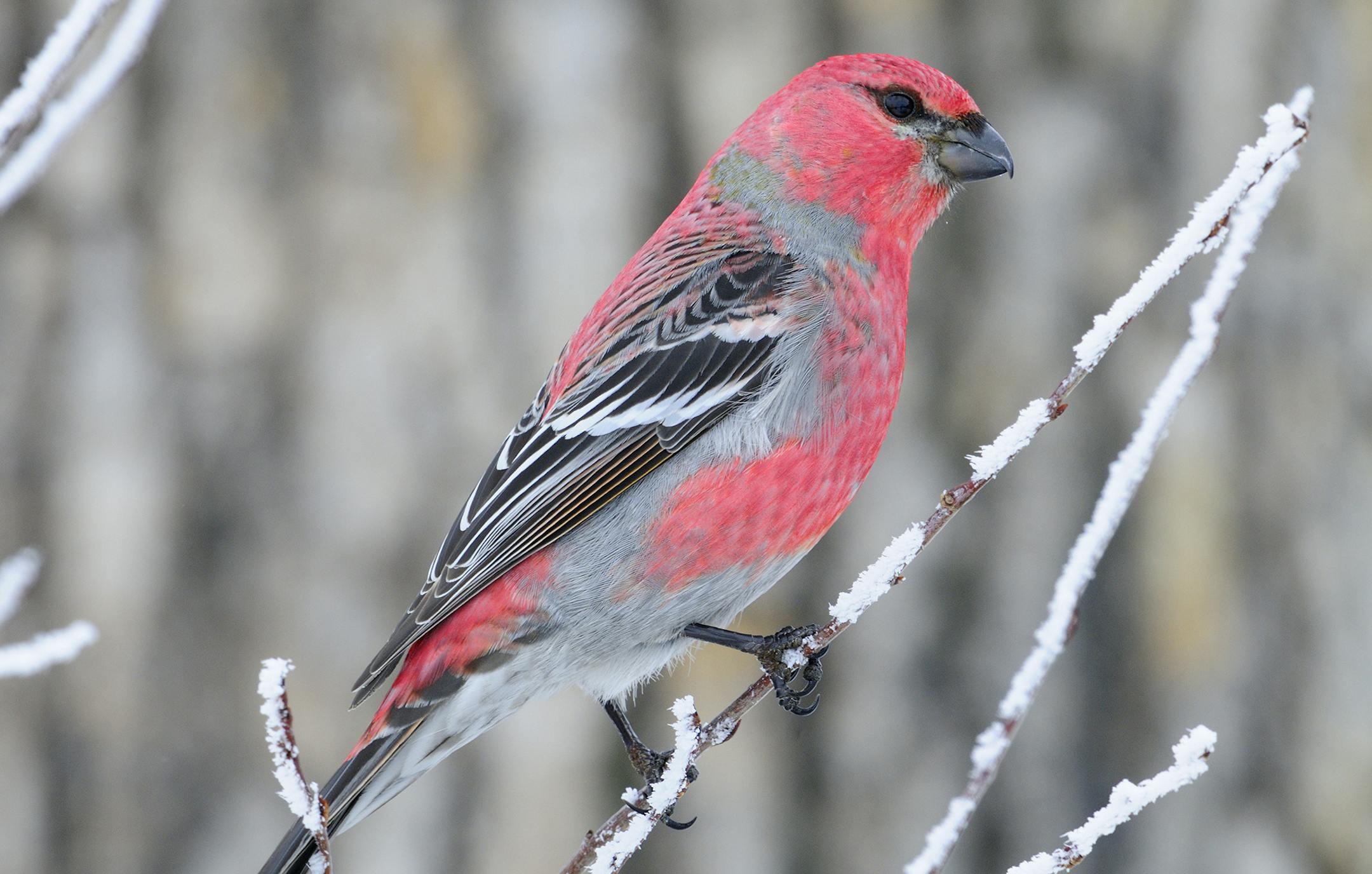 A Pine Grosbeak male is perched on a frost covered twig during winter.