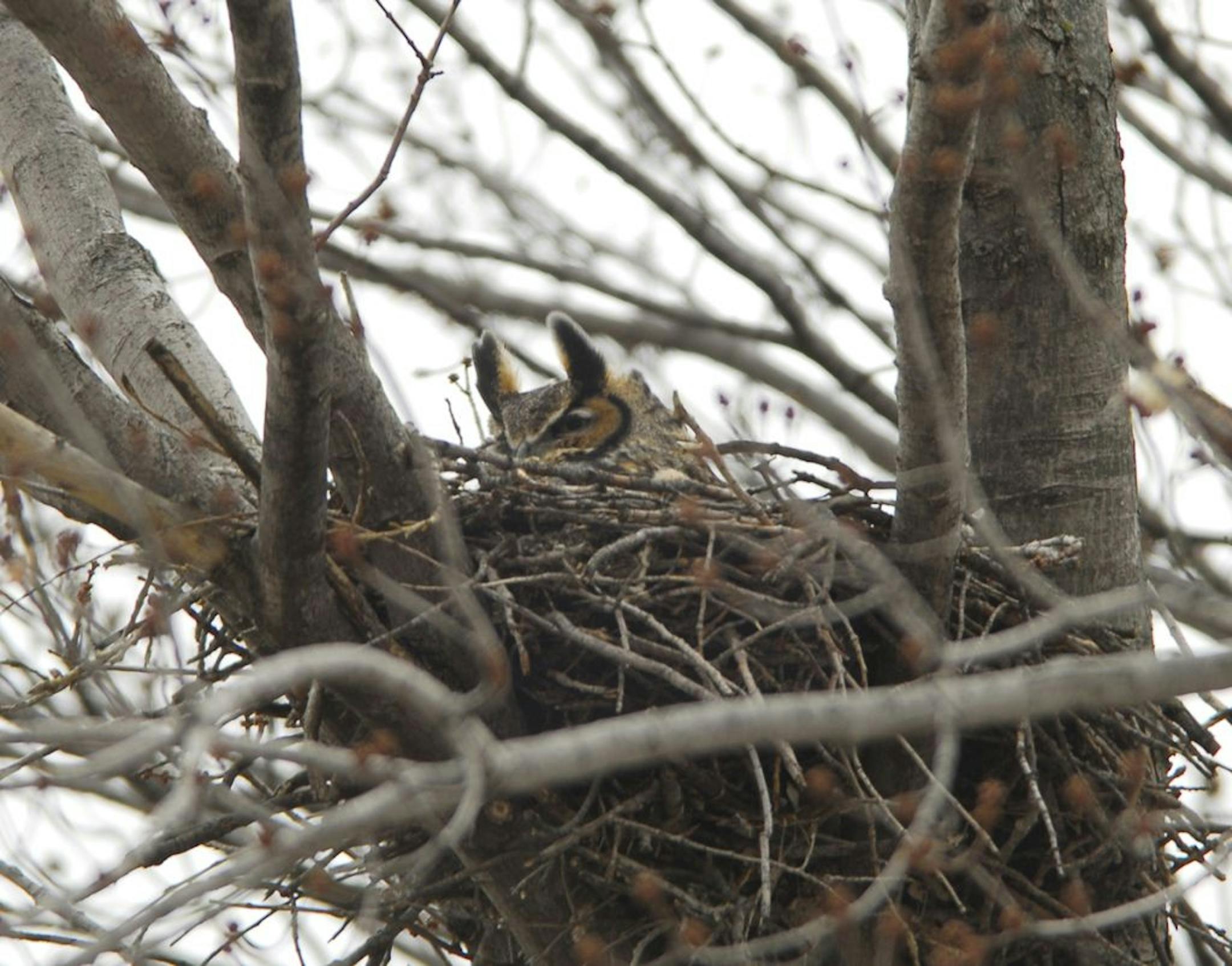 A female great horned owl sits on her nest. Females are significantly larger than males, weighing almost 4 pounds and standing nearly 2 feet tallcredit: Jim Wiilliams