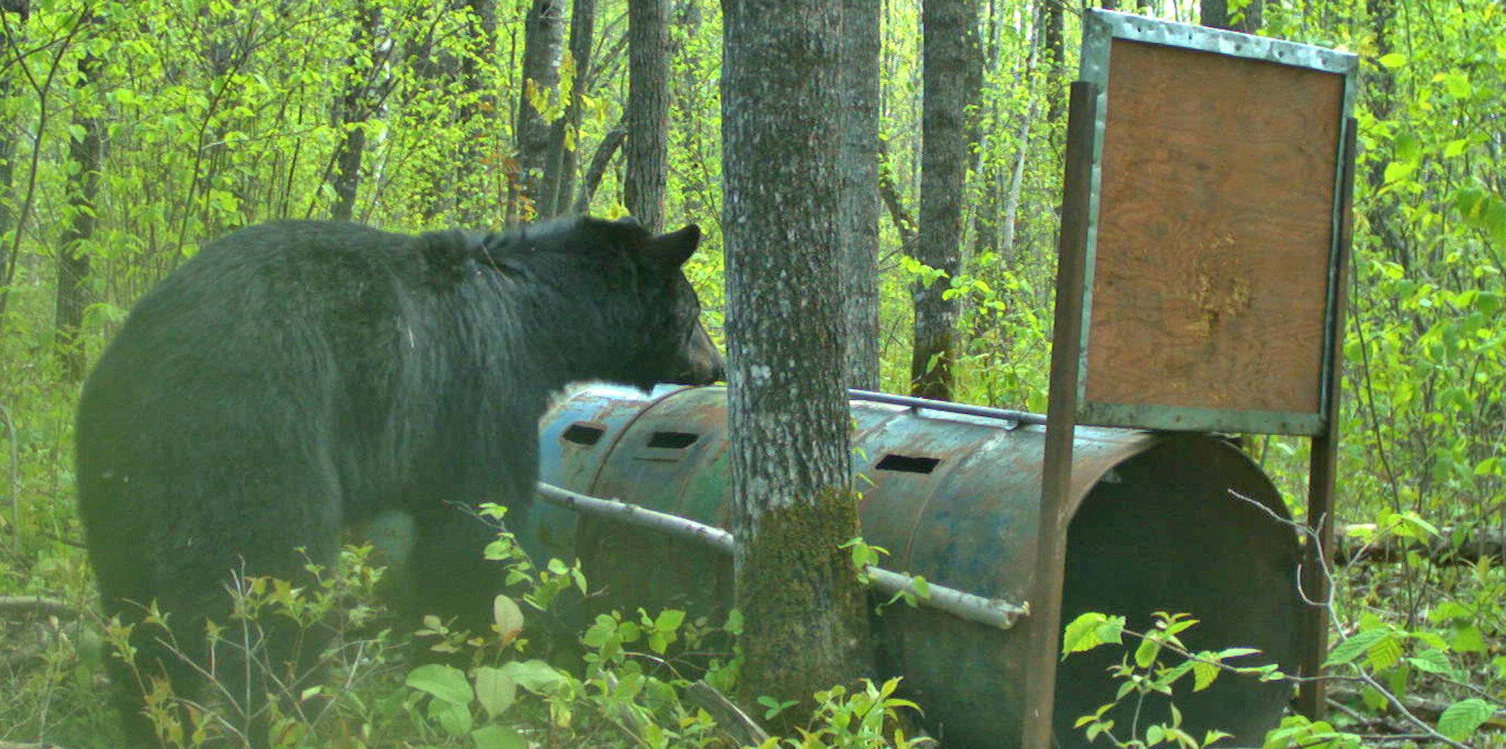 A black bear in a northern Minnesota area being studied by the DNR for bear production and habitat appears suspicious of a trap baited with bacon that is intended to catch the animal to be fitted with a radio collar.