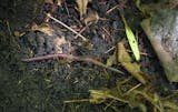 A major threat to the goblin fern is the invasive earthworms destroying the forest floor that are being spread by anglers improperly dumping bait and movement from ATV tires. ] Brian Peterson ¥ brian.peterson@startribune.com