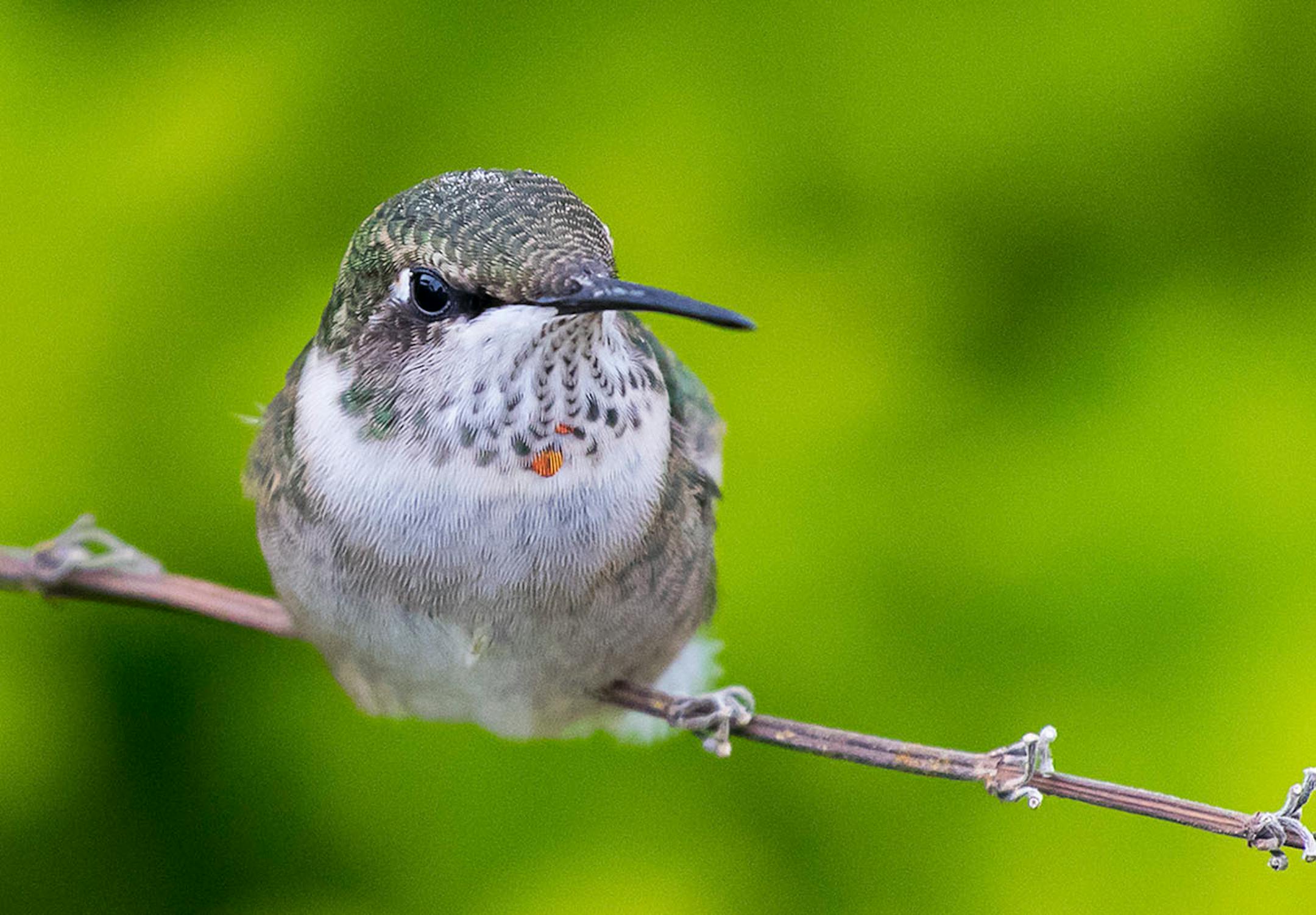 Longfellow Gardens, with its varied perennials and annuals attract Hummingbird. Photo by Joe Fierst