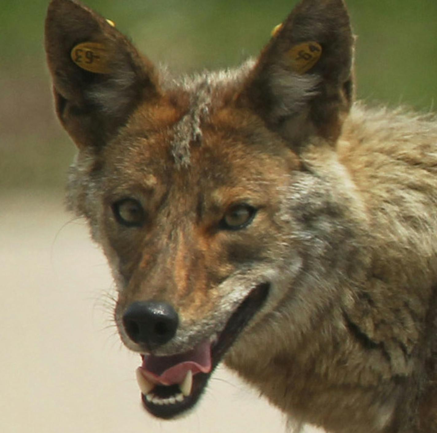 A mother coyote evades animal control in a vacant lot near the 1300 block of Larrabee Street, June 3, 2011, in Chicago, Illinois. Coyote sightings have been more common in Chicago. (E. Jason Wambsgans/ Chicago Tribune/MCT) ORG XMIT: 1130284 ORG XMIT: MIN1210231027091784