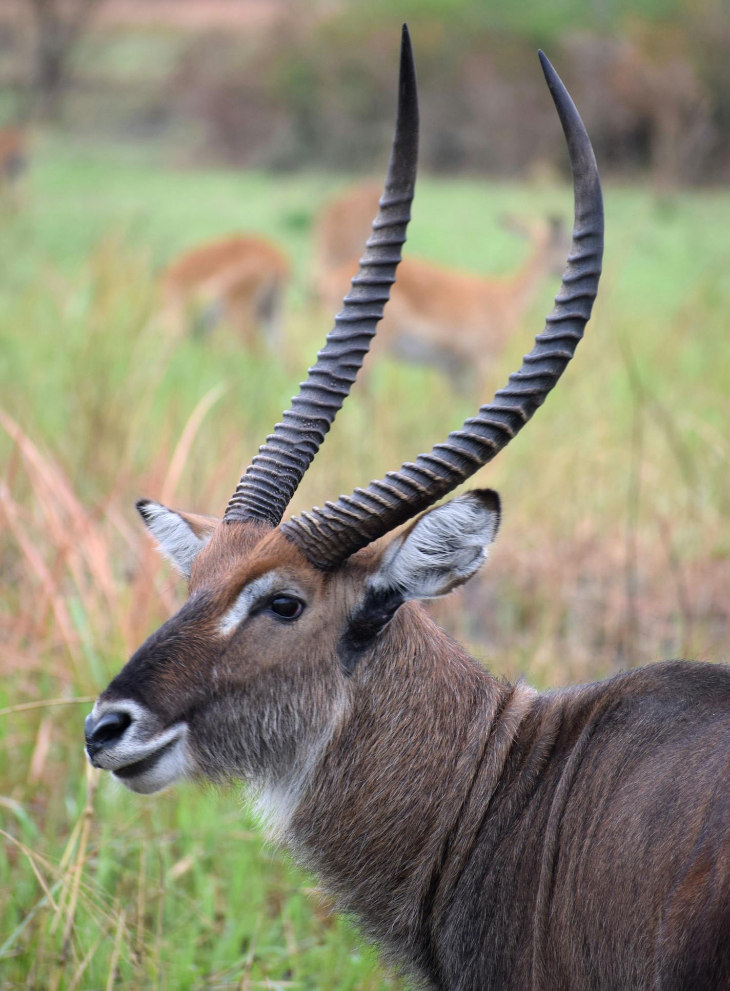 Uganda kob, the national antelope, are abundant in the grasslands of Queen Elizabeth National Park. (photo by John Grimshaw)