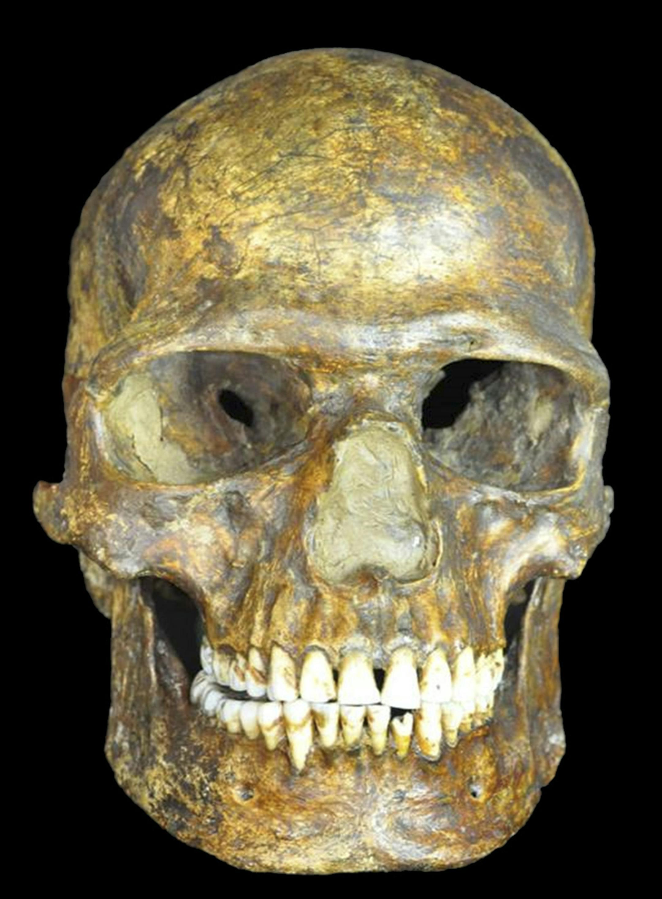 The undated photo provided by the Centre for GeoGenetics of the Natural History Museum of Denmark shows the skull of the fossil of Kostenki XIV that was found in 1954 near Kostenki-Borshchevo what is now western Russia. A study of ancient DNA material has confirmed that the human populations now predominant in Eurasia and East Asia split more than 36,200 years ago. Researchers used new techniques to analyze genetic samples from the left tibia of a young man who died 38,700-36,200 years ago. (AP
