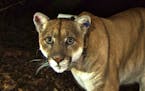 In an undated handout photo, the mountain lion known as P-22 who lives in Griffith Park in Los Angeles.