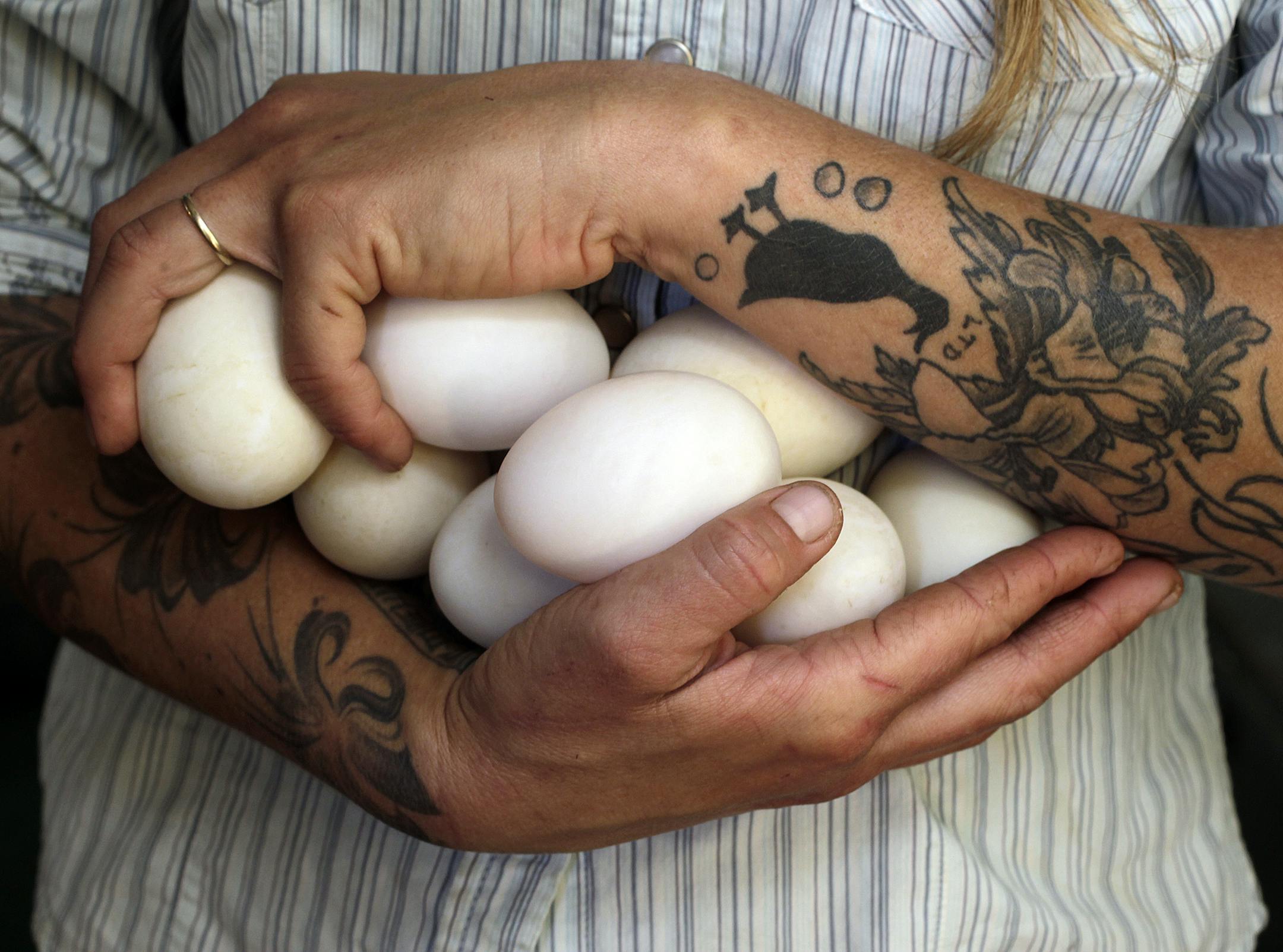 Khaiti and Andrew French, LTD Farms, have all kinds of things going on their CSA farm, just outside Reeves, Wisconsin. The ducks have proven to be a big deal for local restaurants, such as Heartland, and their CSA customers. Khaiti with a batch of freshly cleaned duck eggs. ] TOM WALLACE &#x201a;&#xc4;&#xa2; twallace@startribune.com __Assignments #20019815A_ September 20, 2011_ SLUG: duckeggs1012_ EXTRA INFORMATION: (CQ) By Rick Nelson.