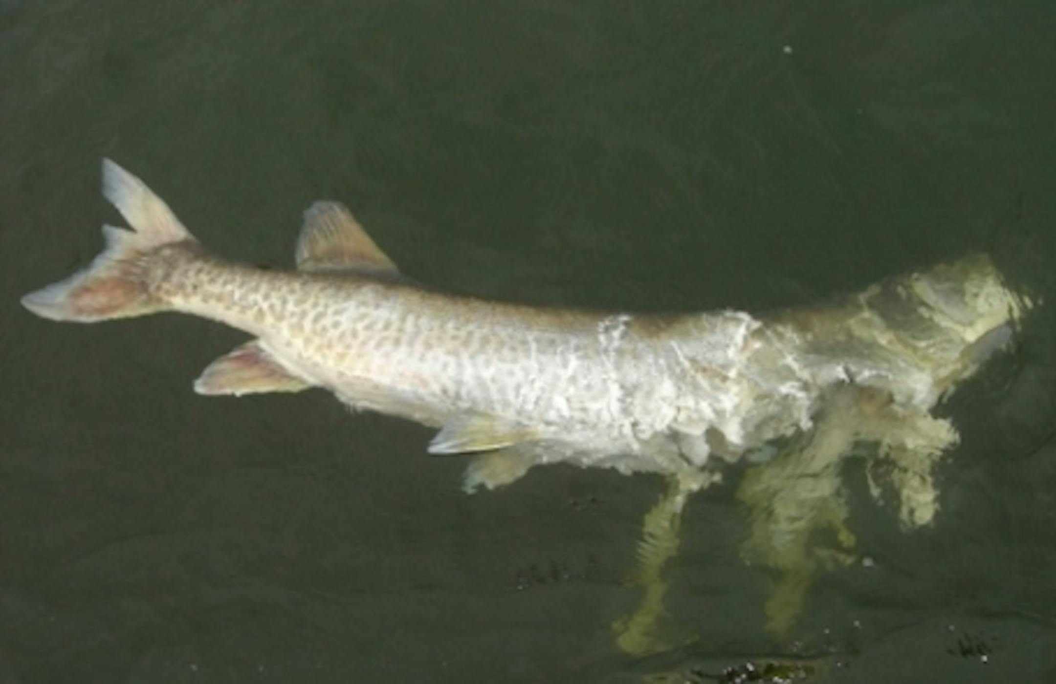 A mid-40 inch muskie found dead on Lake Minnetonka during the hot water time period.
