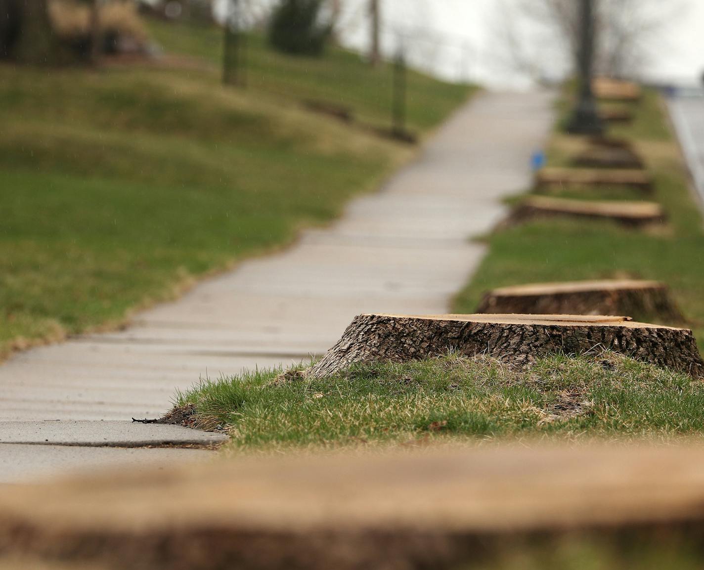 A row of stumps lines Montana Avenue, west of Grotto Street, after St. Paul city crews cut the trees down in an attempt to manage emerald ash beetles.