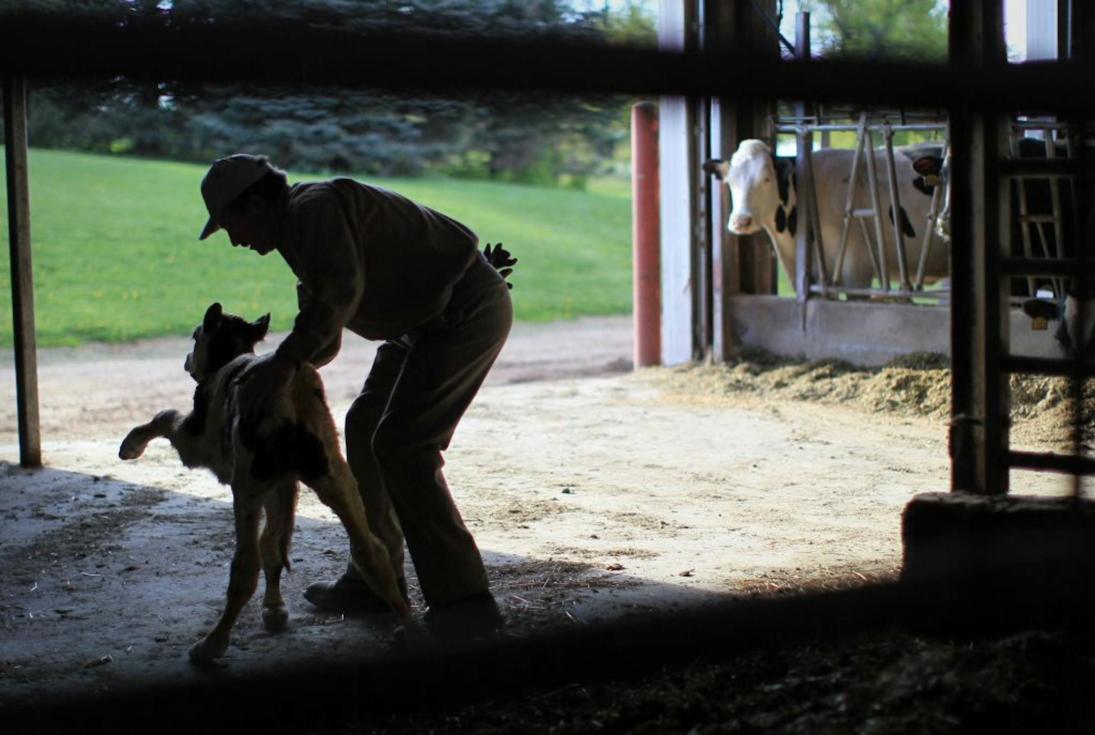 Dave Buck, owner of Buck's Unlimited, tried to help a newborn calf take it first steps as it wandered away from it's mother soon after it was born on Thursday, April 26, 2012 in Goodhue, Minn. Buck owns a 500 cow dairy farm, a large size farm in Minnesota. He is against newly proposed milk production quotas and price supports placed in the federal farm bill by Minnesota Rep. Collin Peterson.