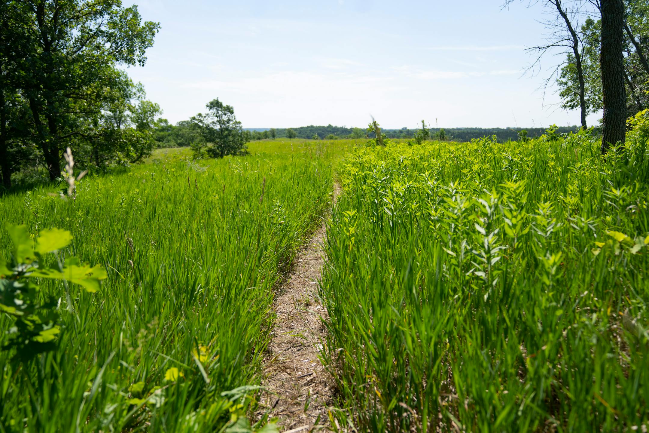 A narrow path cuts through a field Thursday, June 29, 2023, at Upper Sioux Agency State Park in Granite Falls, Minn.