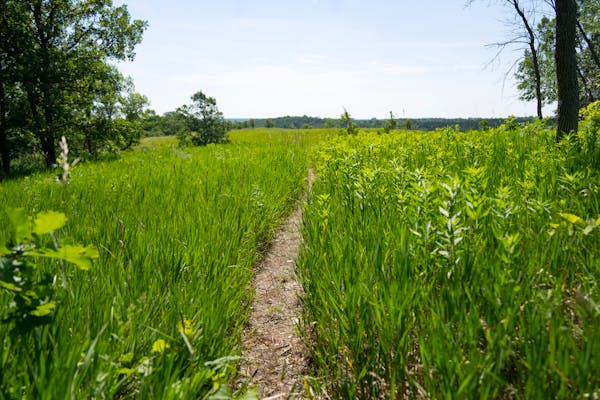 A narrow path cuts through a field Thursday, June 29, 2023, at Upper Sioux Agency State Park in Granite Falls, Minn.