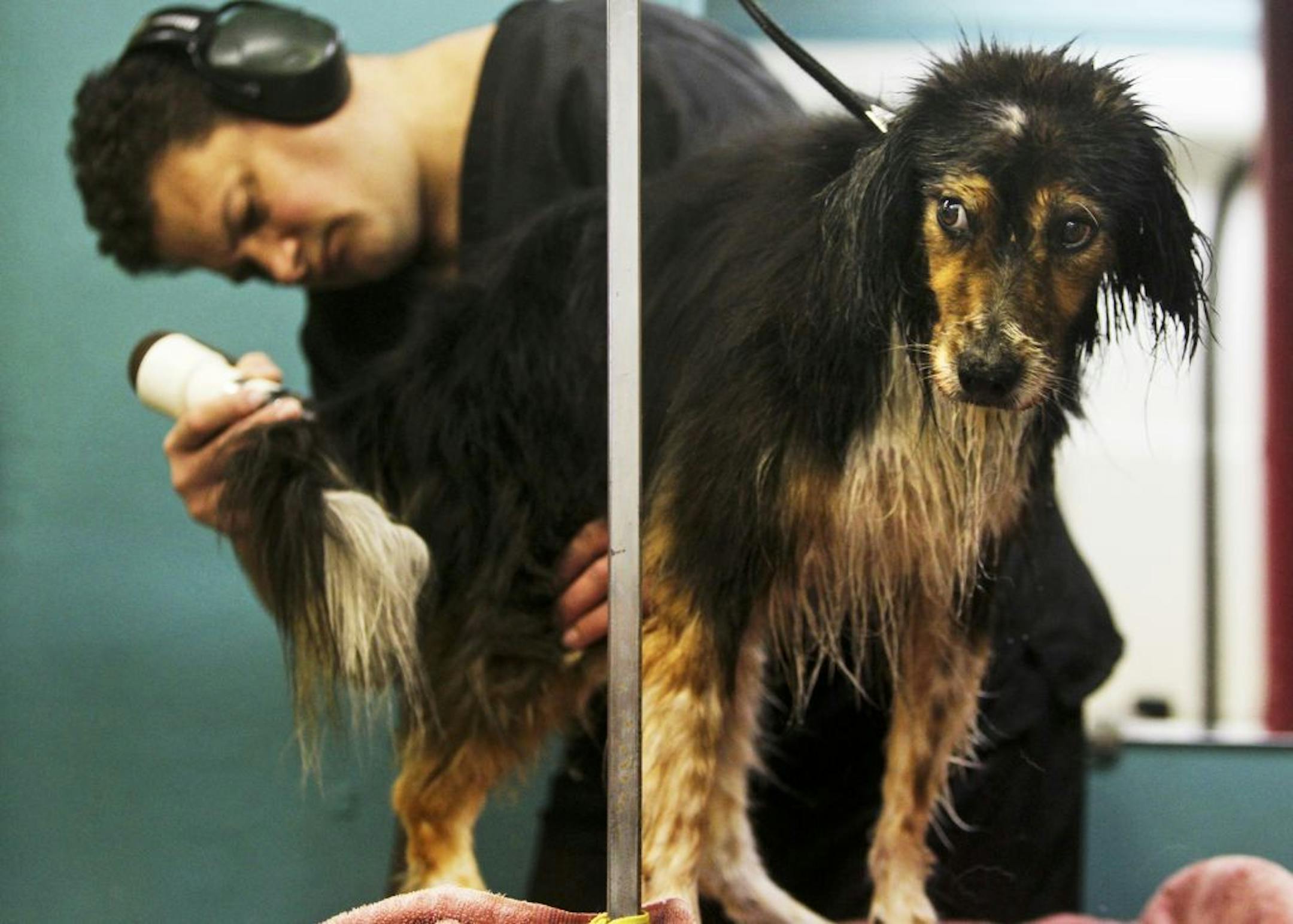 Moe, a border-Aussie mix, was groomed at Wendy's Doghouse in Minneapolis. Pet salons have to charge sales tax, but people salons don't.