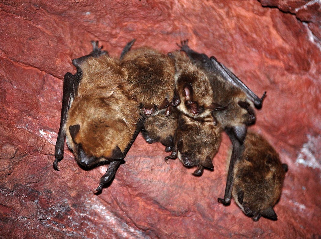 Northern long-eared bats