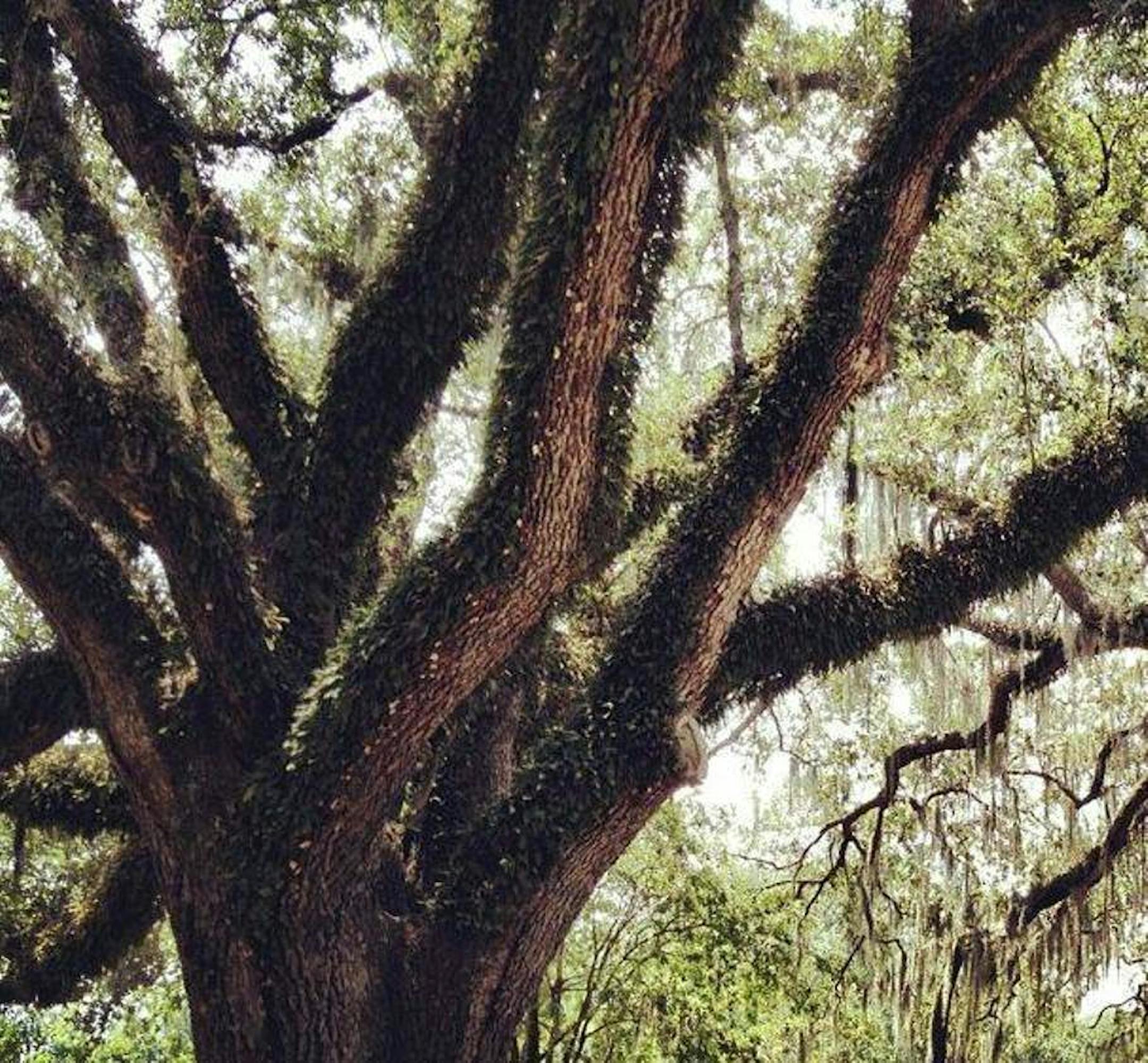 Spanish moss grows in New Orleans' City Park.