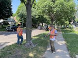 Students collecting data of ash tree in St. Paul district.