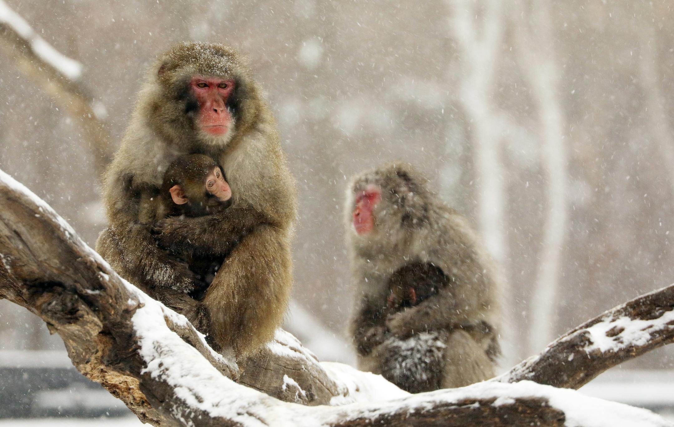 A pair of mother and baby members of the Minnesota Zoo's snow monkey troop sat in their aging enclosure Tuesday. ] ANTHONY SOUFFLE • anthony.souffle@startribune.com Echo Park Elementary Students from Burnsville spent the first day of a four day residency Tuesday, Jan. 11, 2016 at the Minnesota Zoo in Apple Valley, Minn. studying the snow monkeys to create a model exhibit for the animals.
