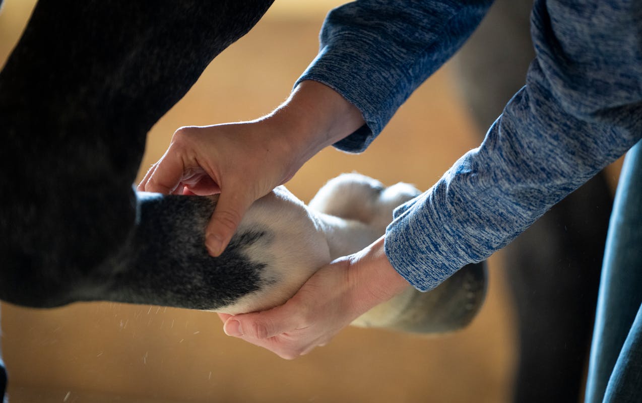 Veterinarian Dr. Rebecca Butler performs an exam on a horse that has not raced in 180 days or more at Canterbury Park in Shakopee, Minn. on Monday, Ma