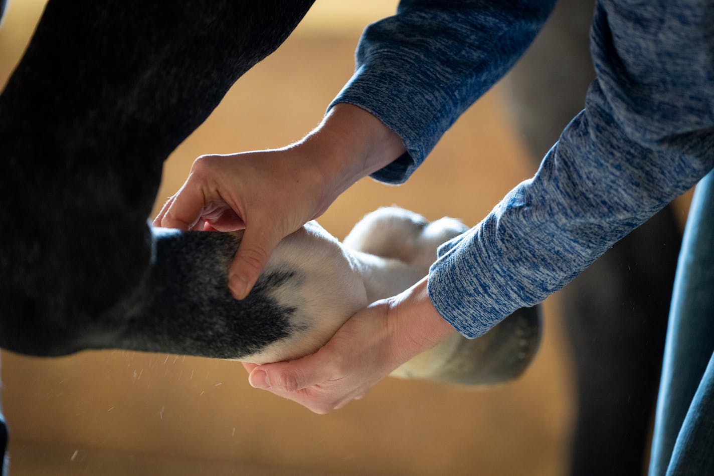 Veterinarian Dr. Rebecca Butler performs an exam on a horse that has not raced in 180 days or more at Canterbury Park in Shakopee, Minn. on Monday, May 22, 2023. ] LEILA NAVIDI • leila.navidi@startribune.com