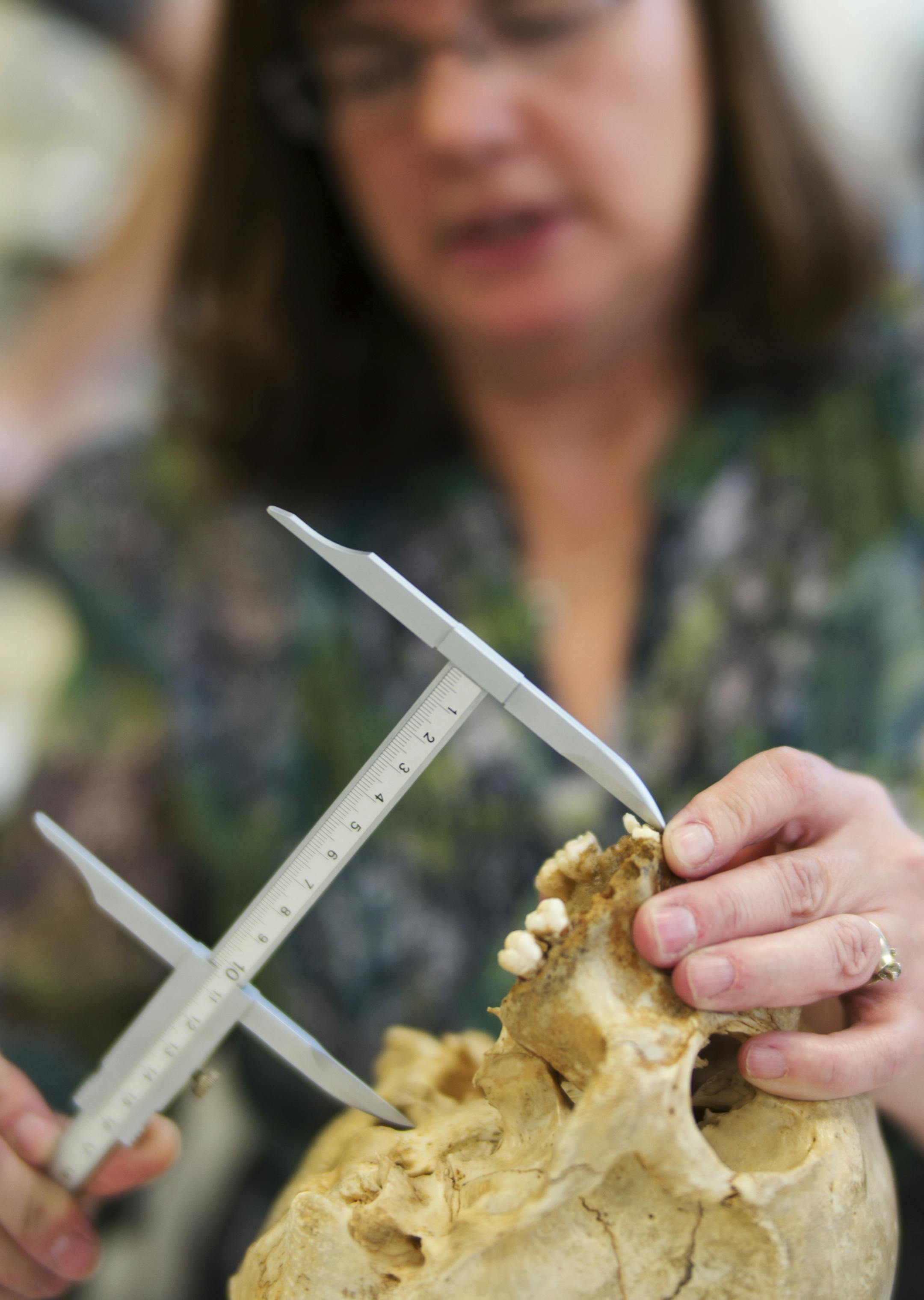 In a forensic anthropology class at Hamline University, professor Susan Myster takes 37 measurements on a skull whose origin is not well known. The data will be fed into a computer program called ForDisk" that can estimate sex, ancestry, and stature from a skeleton of unknown origin."] Richard Tsong-Taatarii/rtsong-taatarii@startribune.com