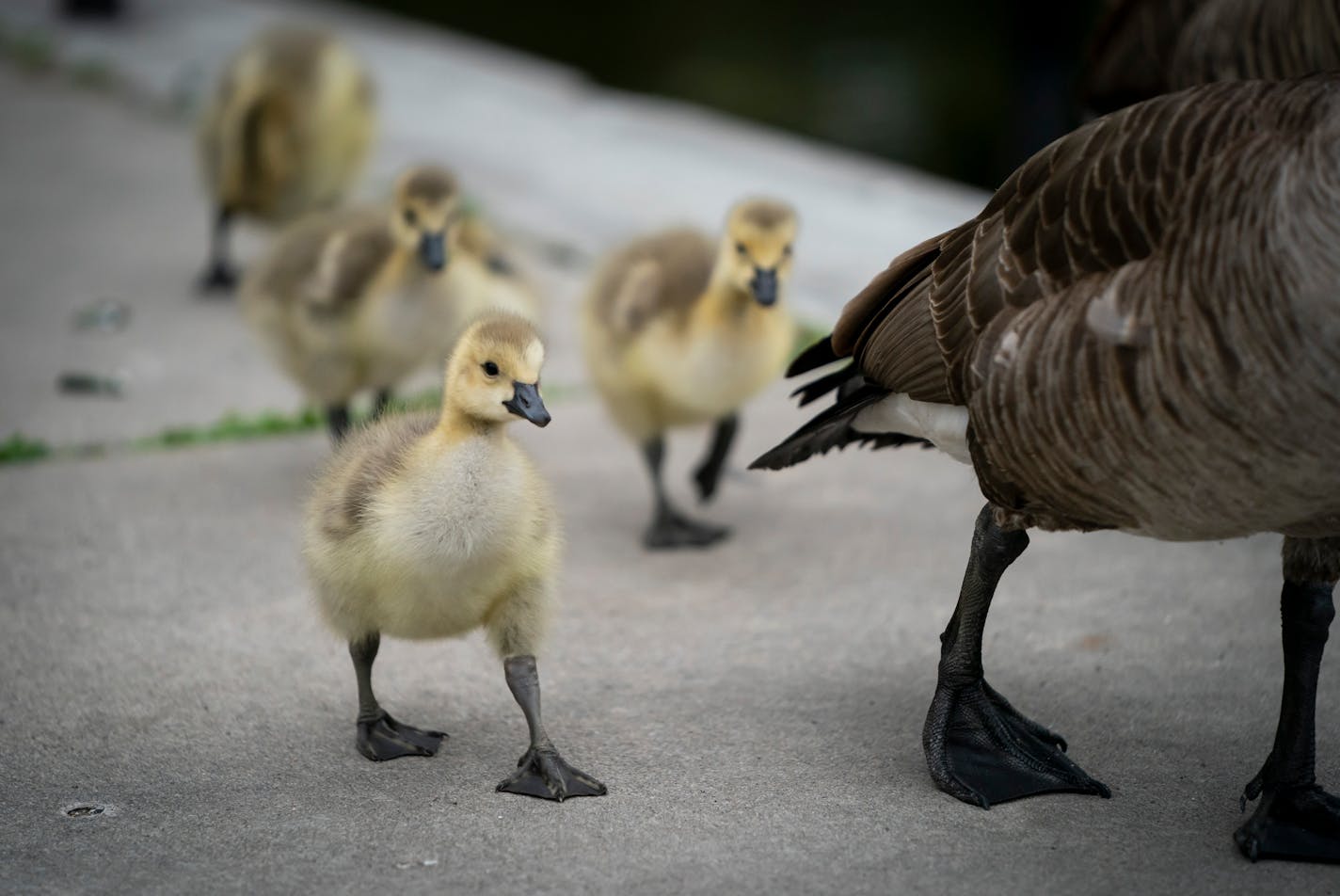 A gosling followed itÕs family as it walked alongside a pond at Wolfe Park in St. Louis Park, Minn., on Friday, May 14, 2021. There were almost two dozen goslings swimming and foraging at Wolfe Park, a sure sign spring is in full bloom.