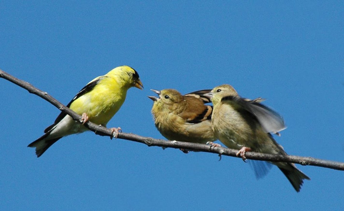 American goldfinch feeds young