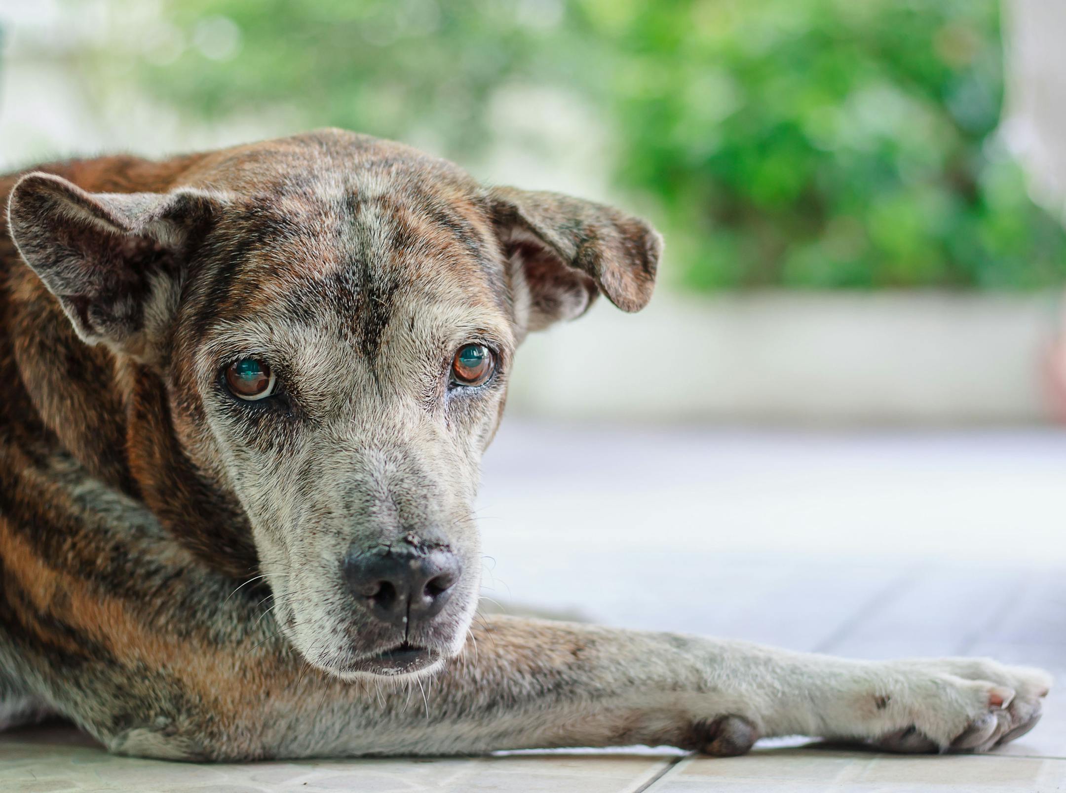 Portrait of sick dog with mydriasis symptoms or pupils to dilate that cause blindness for pet healthcare concept. (iStock)