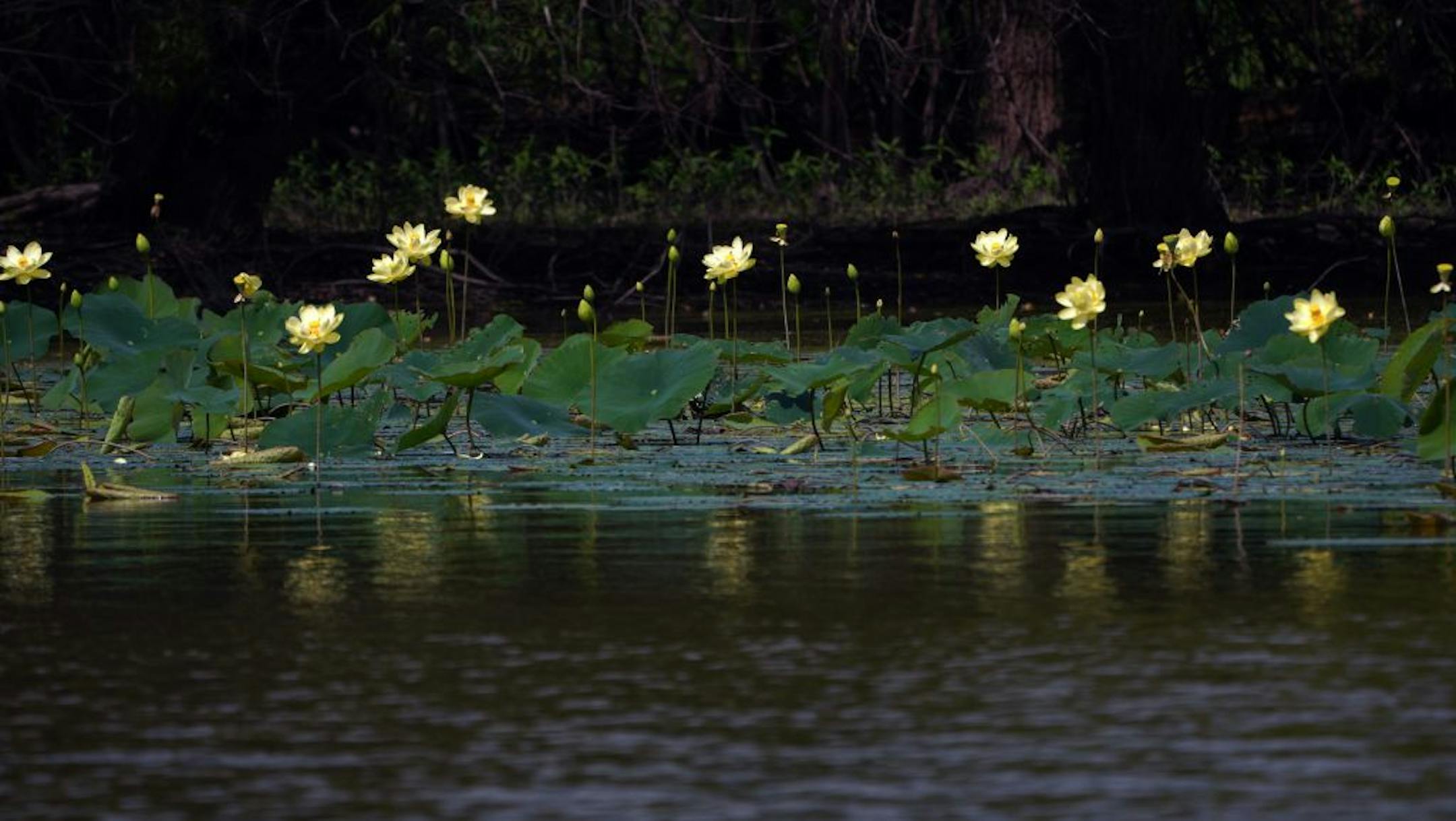 Yellow Lotus Flowers bloom along the shore of Pigs Eye Lake. It's one of the largest public green spaces in St. Paul you've probably never heard of or visited. Pigs Eye Lake, a backwater of the Mississippi, and the 500+ acre adjacent park will now get a multimillion-dollar rehab thanks to city, county and federal dollars. The first work to be done: $12 million to build a series of islands to improve water habitat.