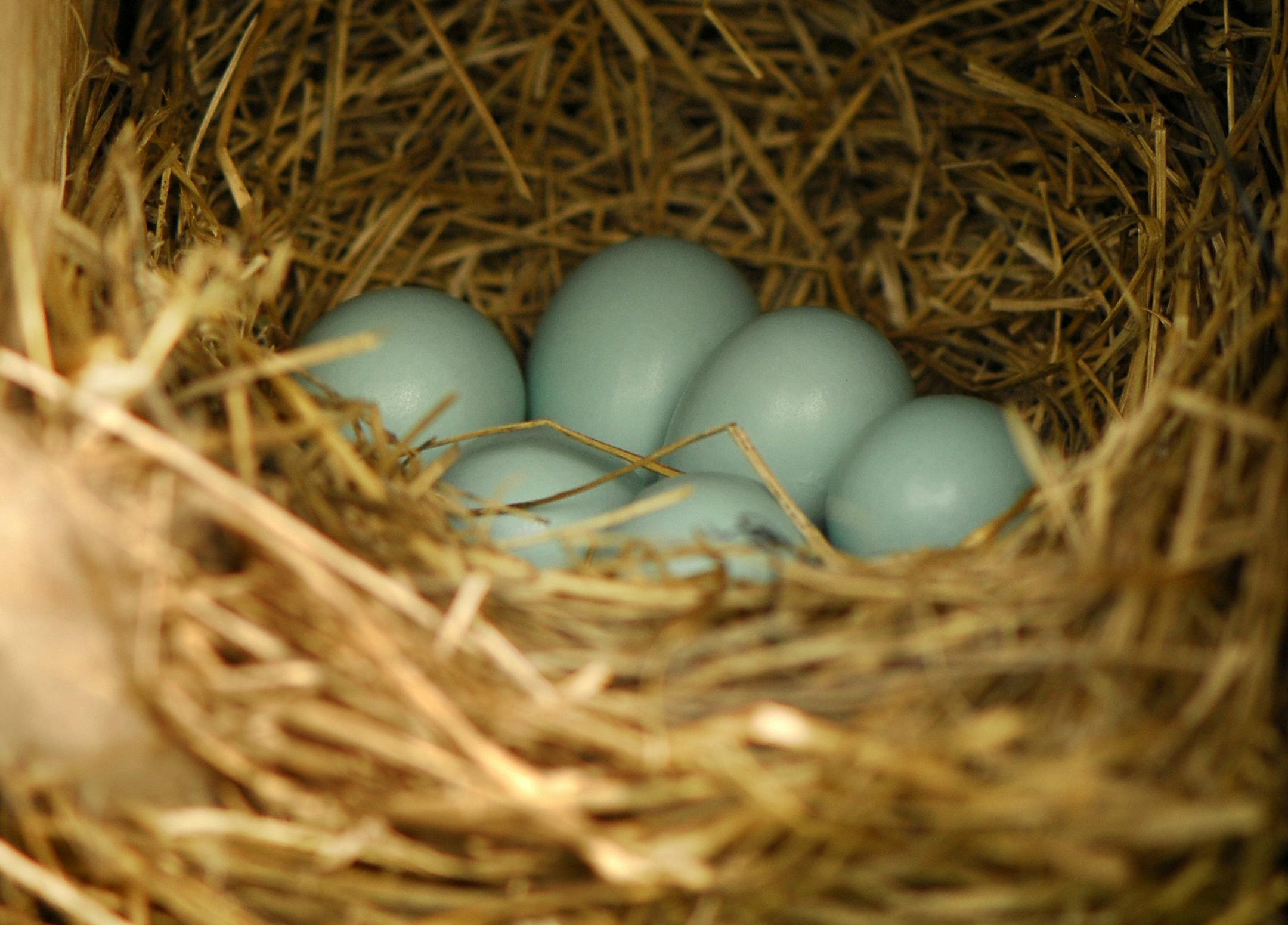 A clutch of six eggs laid by an optimistic Eastern bluebird. Four or five eggs would be a more likely number. The parents will have to work hard to feed six babies once they hatch.