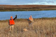 Nicholas Sovell, left, held a rooster pheasant aloft that was among 14 birds taken by a group hunting in western Minnesota on a productive opening day