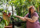 Angela Woosley, a mortician, waited a couple hours to get a whiff of the corpse flower named Horace at it  bloomed at the Como Conservatory in St. Pau