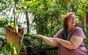 Angela Woosley, a mortician, waited a couple hours to get a whiff of the corpse flower named Horace at it bloomed at the Como Conservatory in St. Pau