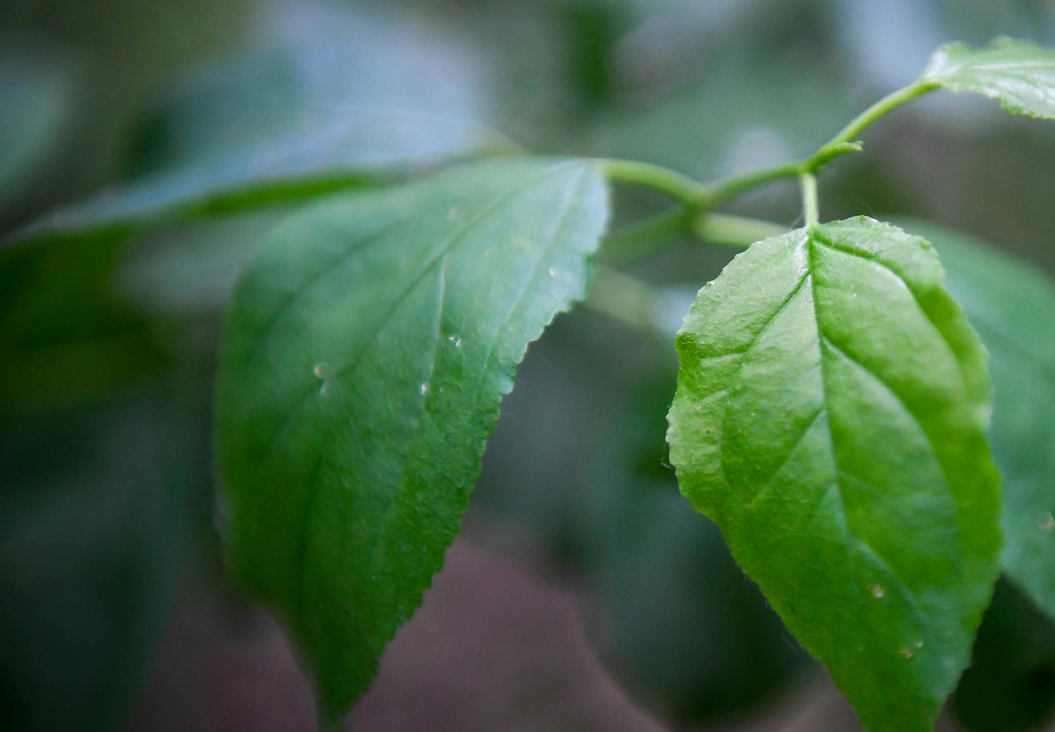 Buckthorn, the invasive species that the Minneapolis Park Board is hoping to combat using grazing goats. ] AARON LAVINSKY ï aaron.lavinsky@startribune.com The Minneapolis Park Board released about 70 goats to combat the growth of buckthorns, an invasive plant species, on Tuesday, May 30, 2017 near the east beach of Cedar Lake in Minneapolis, Minn.