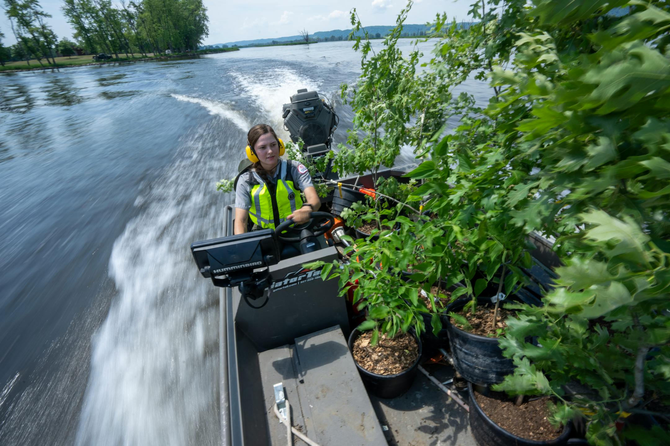 Army Corps of Engineers forester Sara Rother drives a boat full of trees to be planted on an island south of La Crosse, Wisconsin, in the Mississippi River June 2, 2023. The Army Corps of Engineers is restoring floodplain forest habitat with trees such as river birch, hackberry, cottonwood, silver maple and swamp white oak. Credit: Mark Hoffman, Milwaukee Journal Sentinel