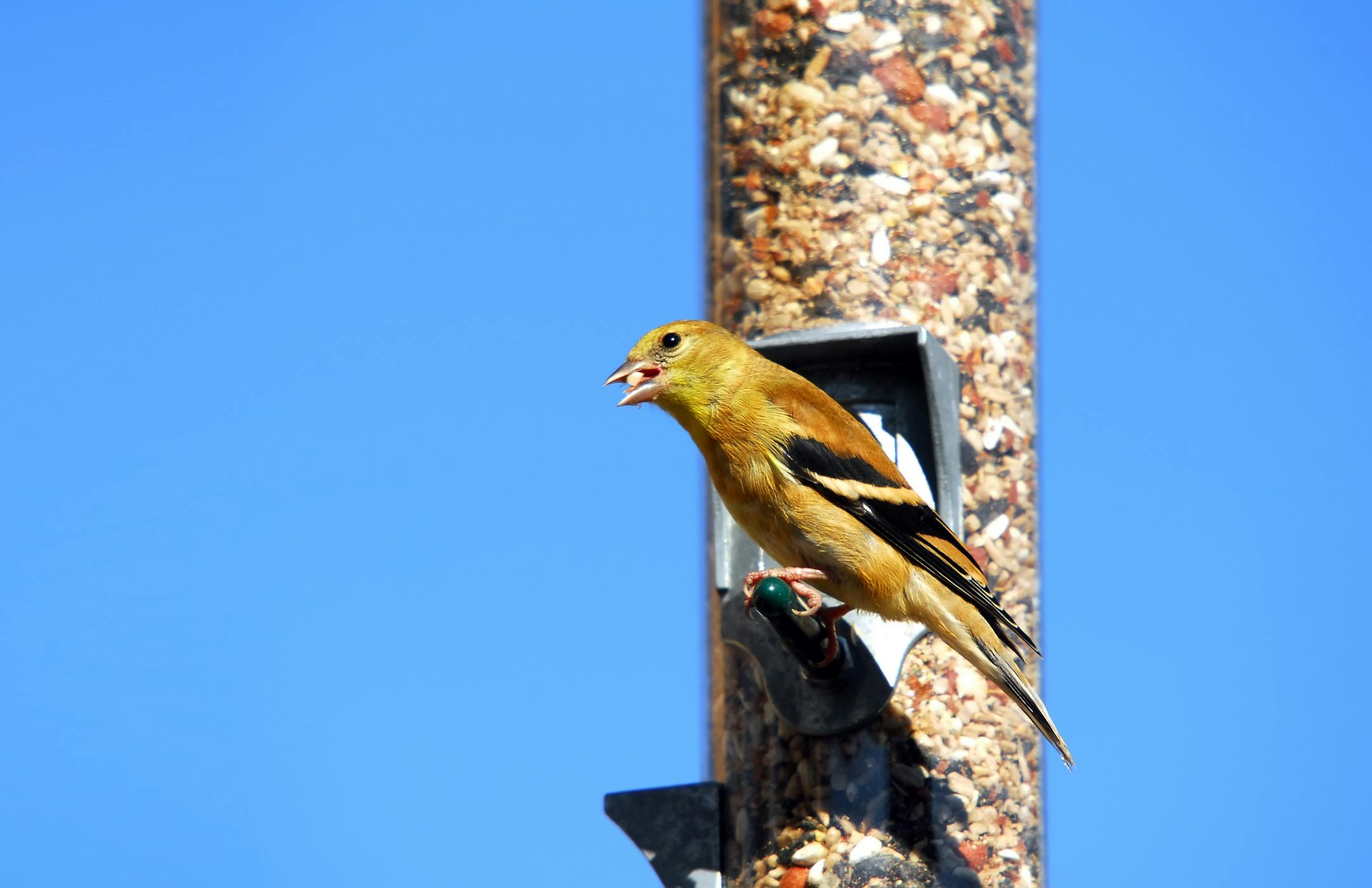 American goldfinch at feeder