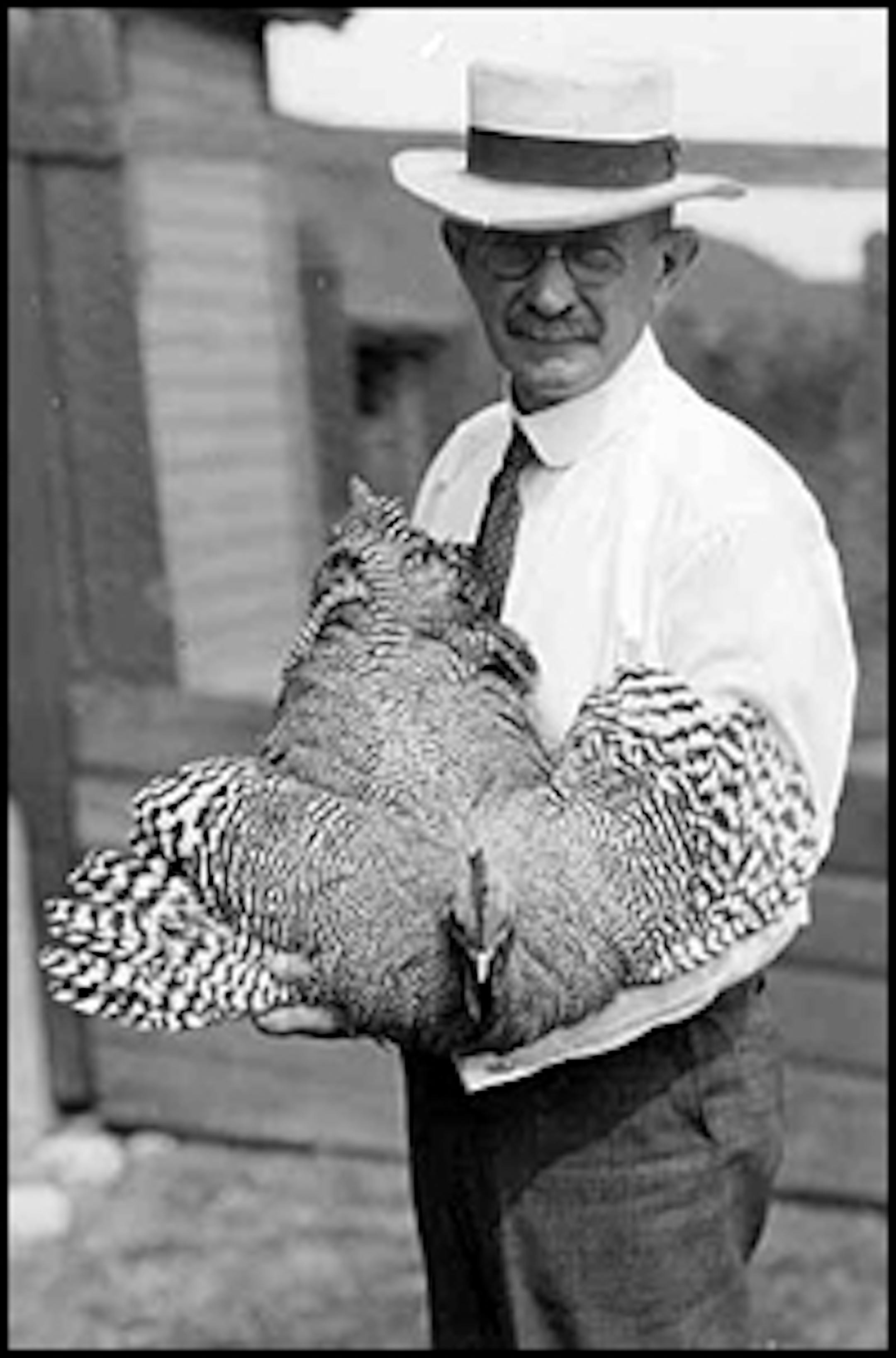Chicken, 1910