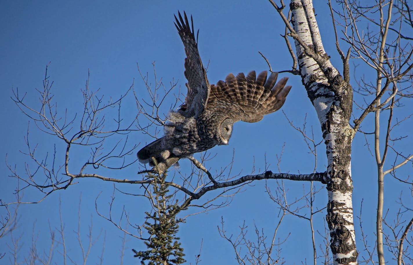 A great gray owl in pursuit of food. Hoeg said he enjoys watching the owls hunt and triangulate a vole running underneath the snow, the owl using only its hearing to capture the vermin.