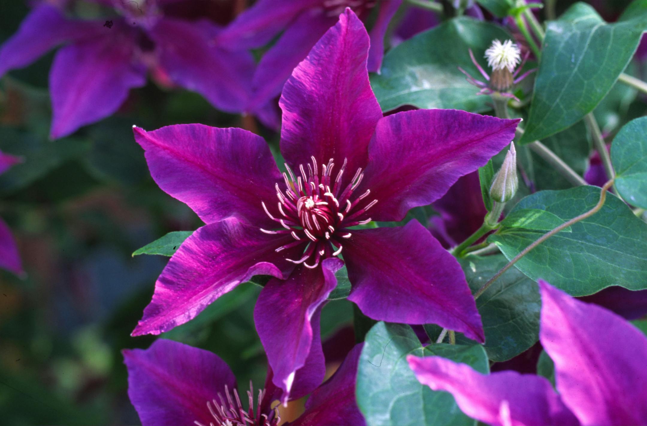 Fleuri clematis must credit: Bailey Nurseries