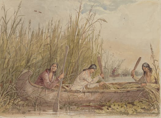 “Gathering Wild Rice” by Seth Eastman, part of a show opening Saturday at the Minneapolis Institute of Art.