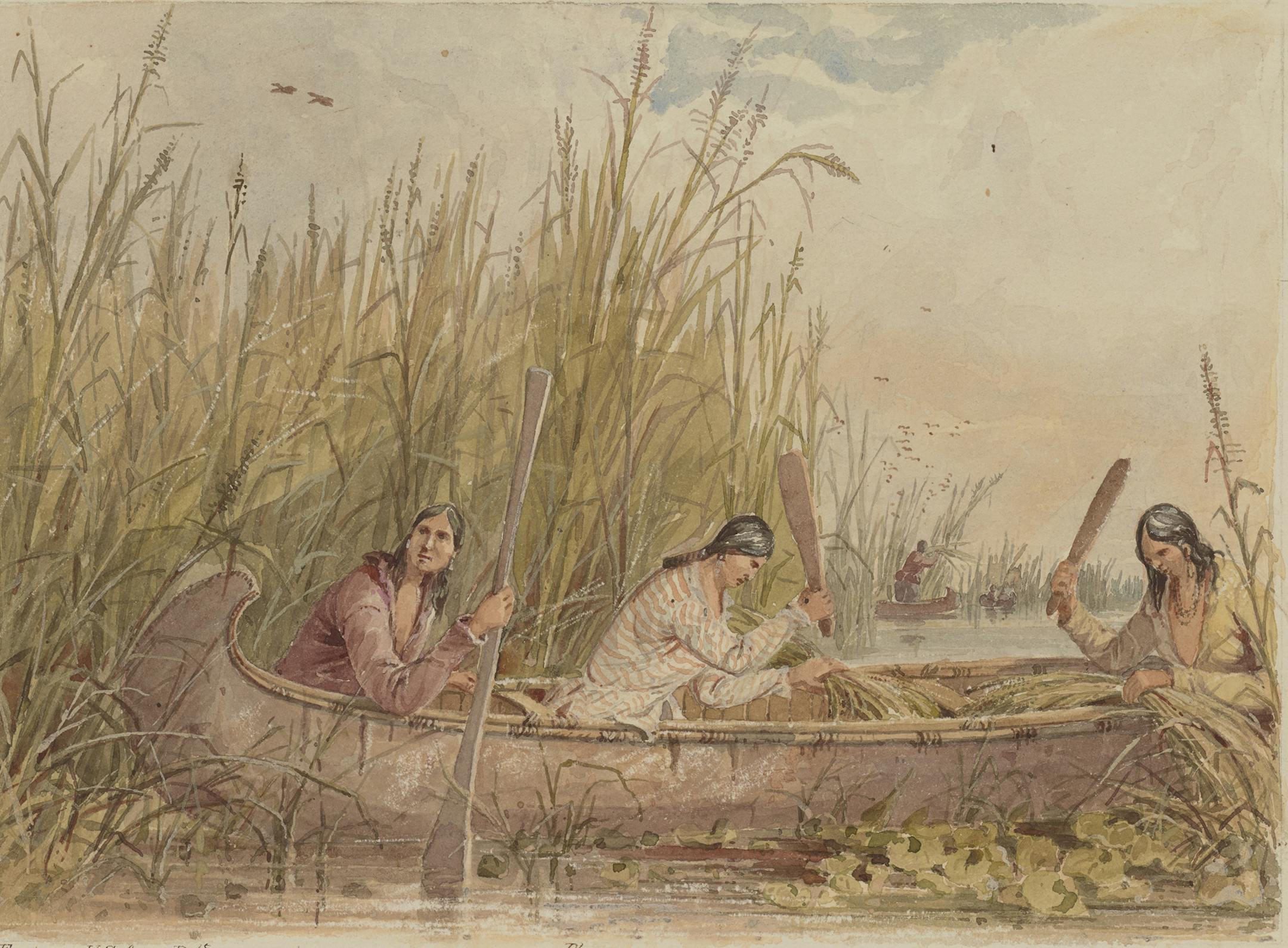 "Gathering Wild Rice" by Seth Eastman Provided by Minneapolis Institute of Arts ORG XMIT: 36169