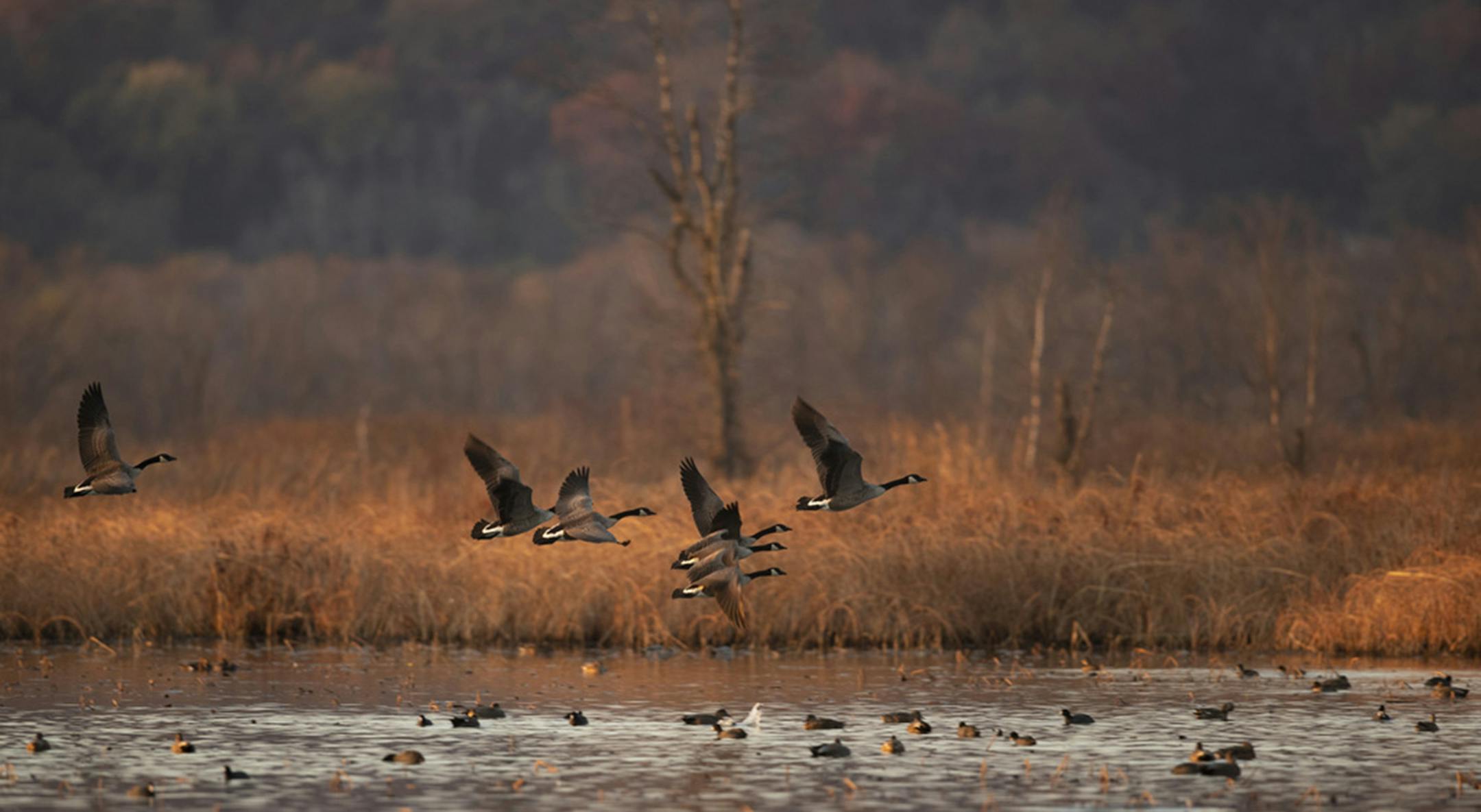 Retaining enough wild lands to support wild critters is a challenge for Minnesotans as agriculture intensifies and the Twin Cities continue to expand.
