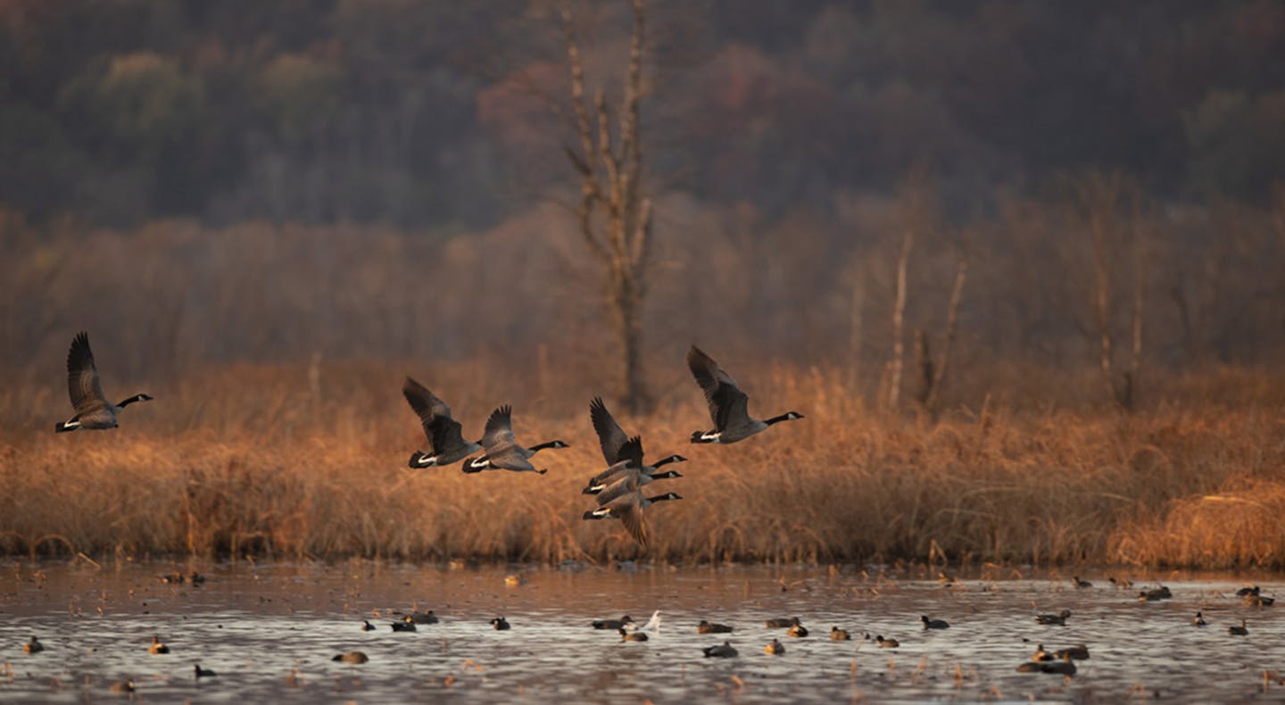 Retaining enough wild lands to support wild critters is a challenge for Minnesotans as agriculture intensifies and the Twin Cities continue to expand.