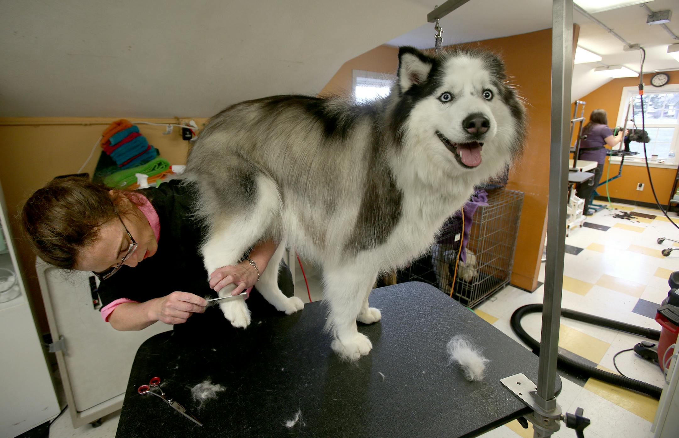 Nancy Wyers givesa haircut to a dog at Club Mutt in Long Lake, MN on November 26, 2013. ] JOELKOYAMA‚Ä¢jkoyama@startribune Anoka County's Main Street is going to the dogs -- just like Long Lake did a couple years ago. Club Mutt, the state's only dog-grooming school that also offers clases in owning and managing pet-grooming franchise, is opening a second, state-of-the-art shop in Anoka. Pucci -- pronounced poochie -- will have glass walls that enable customers to watch their dog